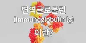 면역글로불린(Immunoglobulin lg)이란?