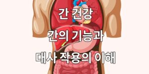 간 건강, 간의 기능과 대사 작용의 이해.